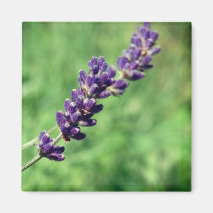 Lavender Stalk Photo  Magnet