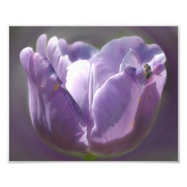 Lavender Tulip With Tiny Bee 8x10 Photo Print (Front)