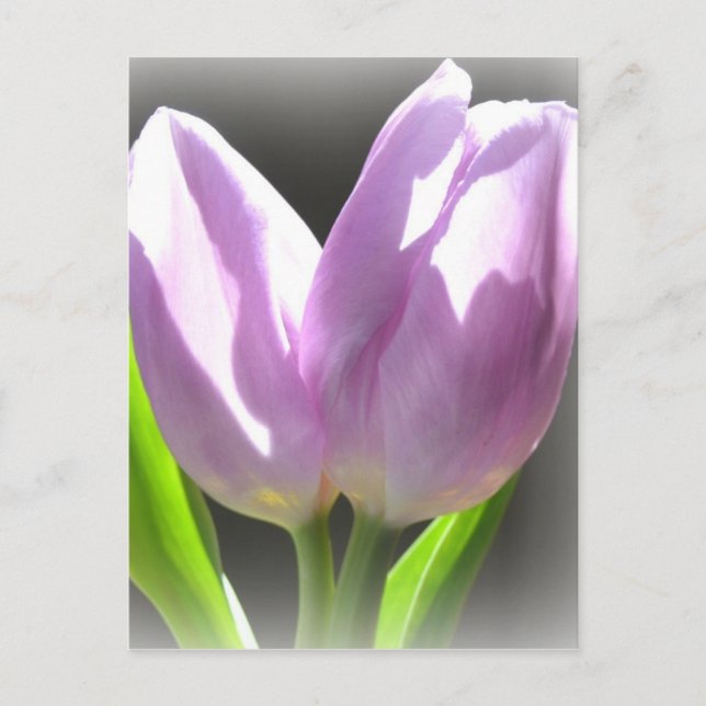 Lavender Tulips Post Card (Front)