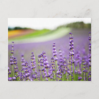 Lavender VI Postcard