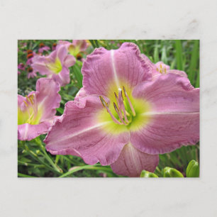 Lavender Vista Daylily Postcard