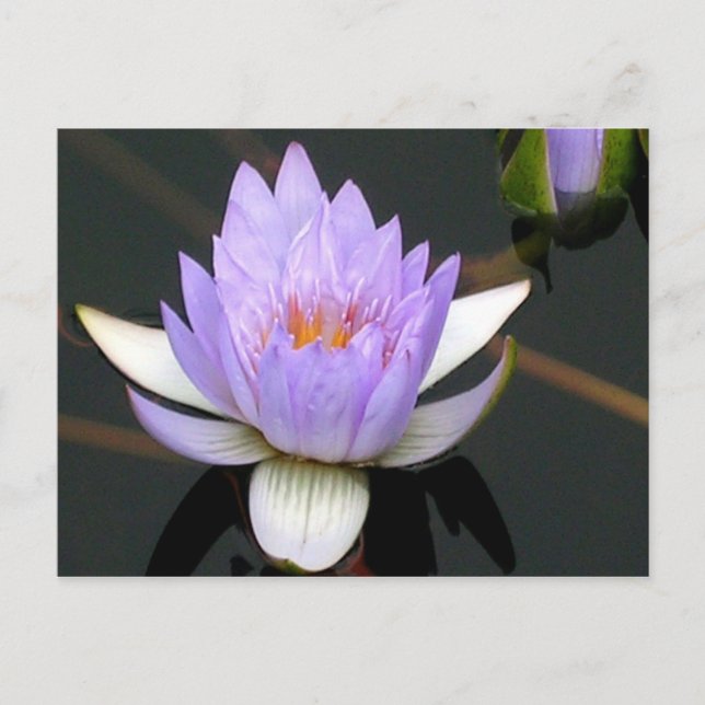 Lavender Water Lily Postcard (Front)