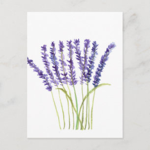 Lavender watercolour painting, purple flowers postcard
