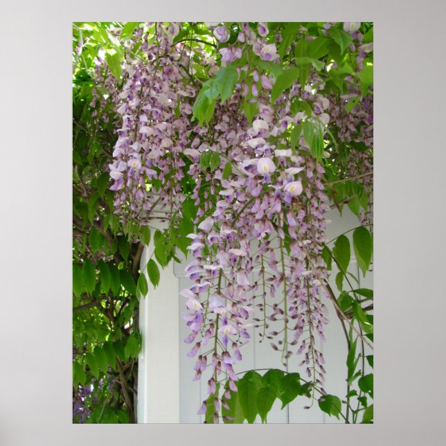 Lavender Wisteria ~ impression (Devant)