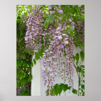 Lavender Wisteria ~  print