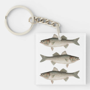L'aventure de la pêche à la basse rayée
