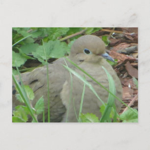 Lawn Dove Postcard