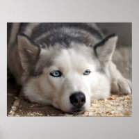 Lay Down Husky Sled Dog Beautiful Art Print