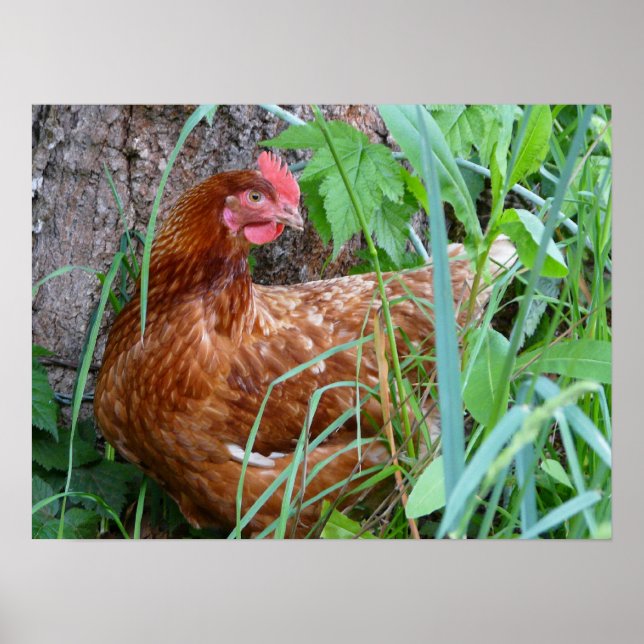 Laying Hen Chicken Poster (Front)