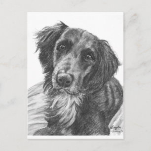 Layla the Border Collie Mix Charcoal Sketch Postcard