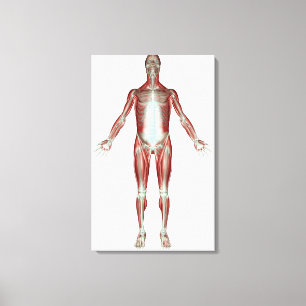 Layout of all the muscles in the human body canvas print