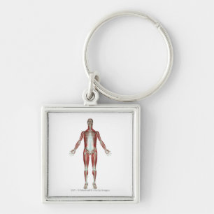Layout of all the muscles in the human body keychain
