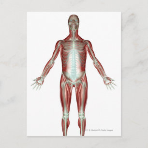 Layout of all the muscles in the human body postcard