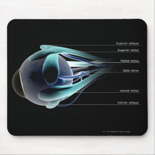 Layout of all the muscles in the human eye mouse pad