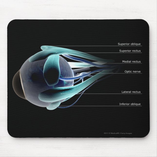 Layout of all the muscles in the human eye mouse pad (Front)