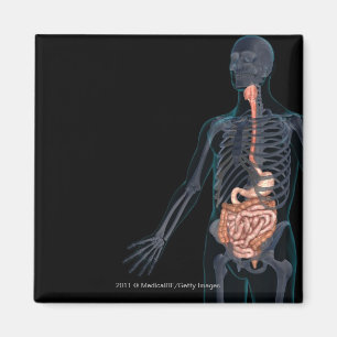 Layout of the human digestive system magnet