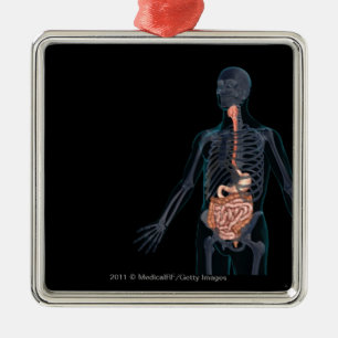 Layout of the human digestive system metal ornament