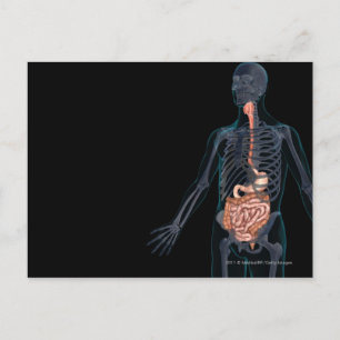Layout of the human digestive system postcard