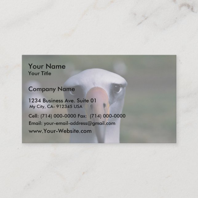 Laysan albatross business card (Front)