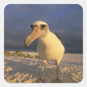 Laysan Albatross, Diomedea immutabilis), Square Sticker