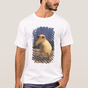 Laysan Albatross, Diomedea immutabilis), T-Shirt