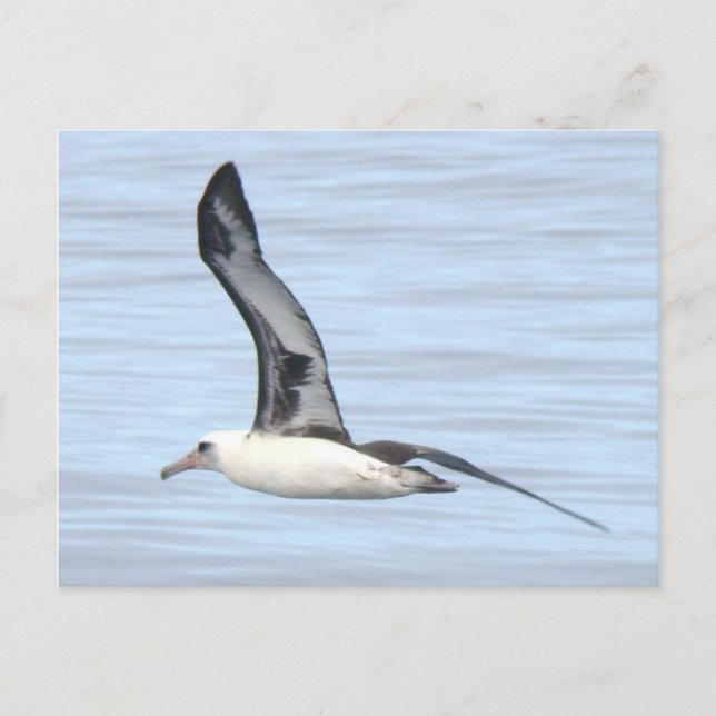 Laysan Albatross Postcard (Front)