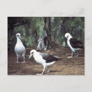 Laysan Albatross Postcard