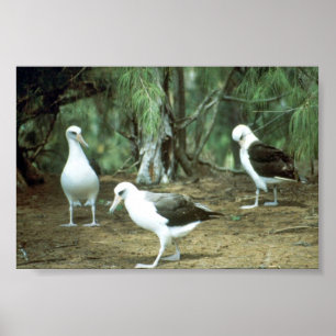 Laysan Albatross Poster