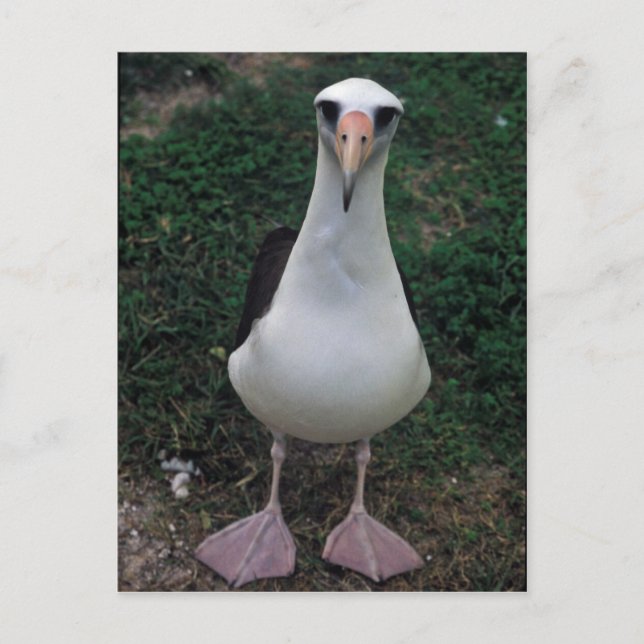 Laysan albatross standing postcard (Front)