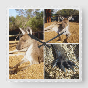 Lazing Kangaroo 3 picture Collage, Square Wall Clock