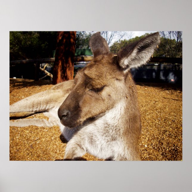 Lazing Kangaroo Close Up, Poster (Front)