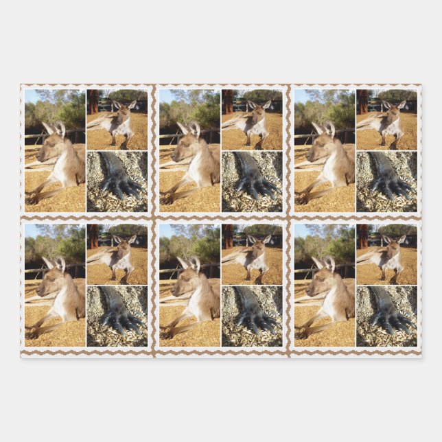 Lazing Kangaroo Photo Collage, Feuilles d'envelopp (Devant)
