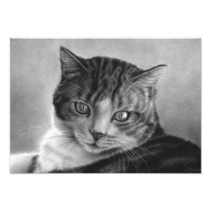 Lazy Afternoons Cat Photo Print