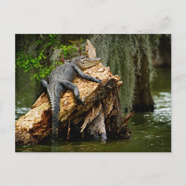 Lazy Alligator Postcard by DeGruy (Front)