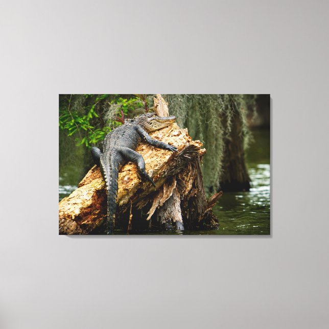 Lazy Alligator Stretched Canvas Print by DeGruy (Front)