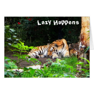 Lazy arrive le tigre de Sibérie