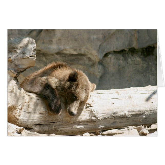 Lazy Bear (Front Horizontal)