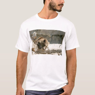 Lazy Bear T-Shirt