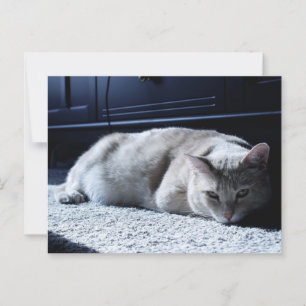 Lazy Cat Napping Postcard