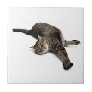 Lazy Cat Stretching Tile