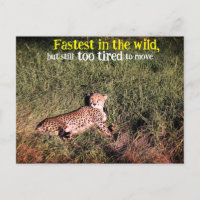 Lazy cheetah photo