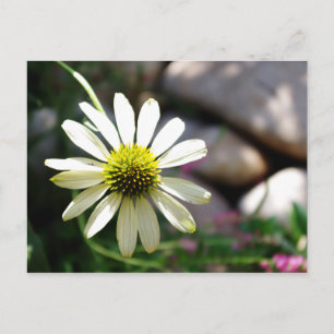 Lazy Daisy Summer Day Postcard