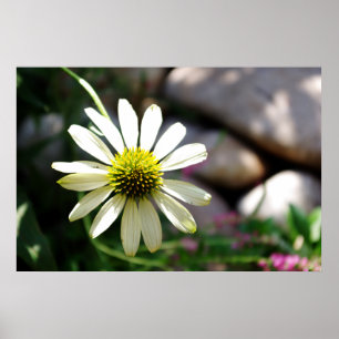 Lazy Daisy Summer Day Print