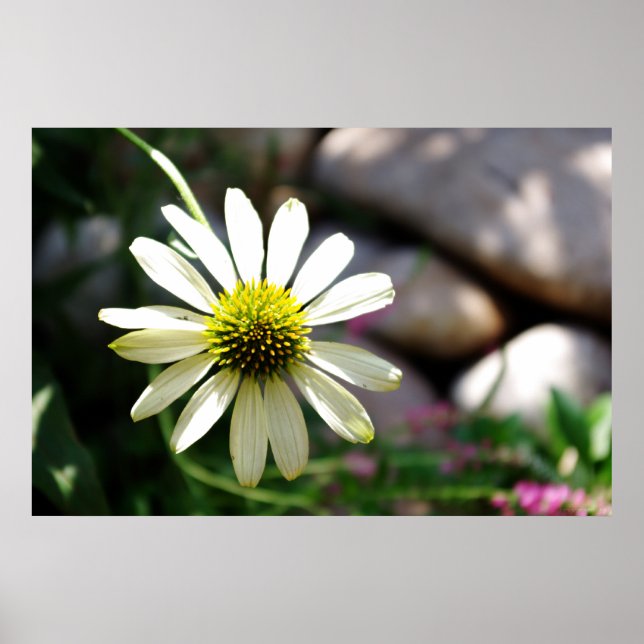 Lazy Daisy Summer Day Print (Front)