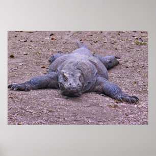 Lazy Dragon Lying Out Poster