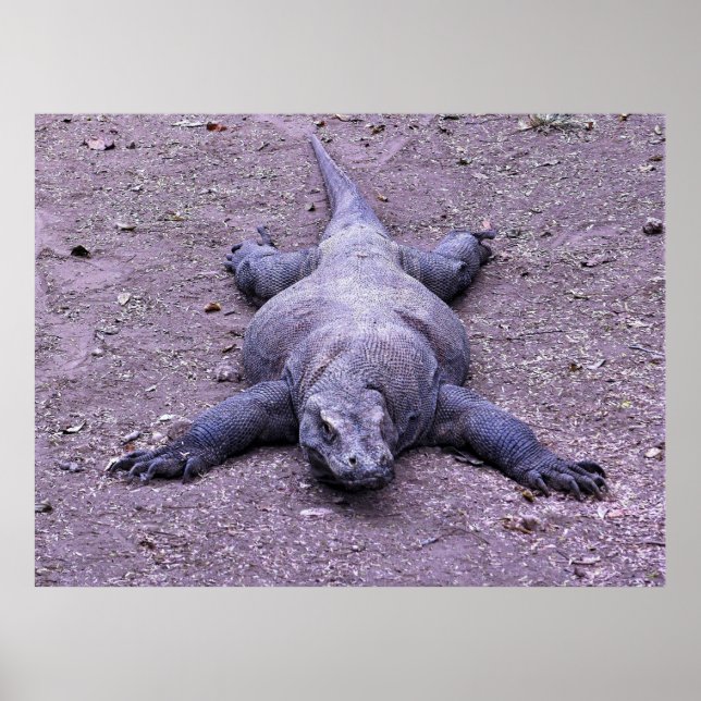 Lazy Dragon Poster (Front)