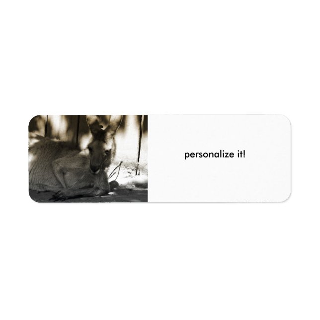 lazy kangoroo return address lable (Front)