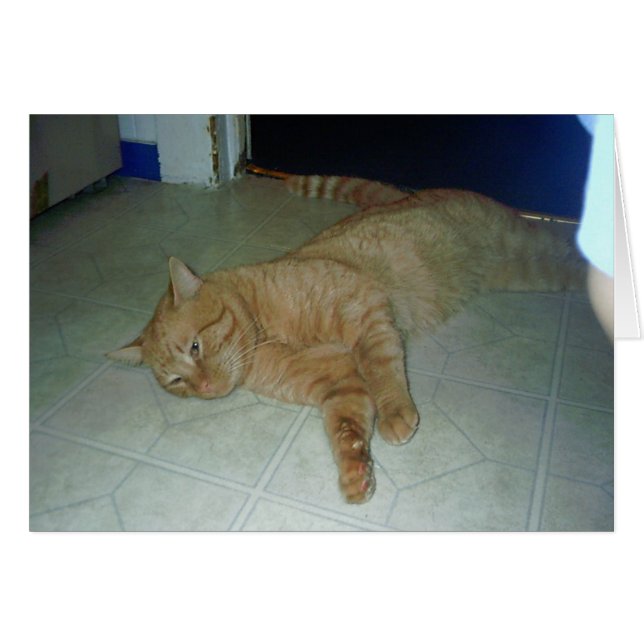 Lazy Kitty - Orange Cat (Front Horizontal)