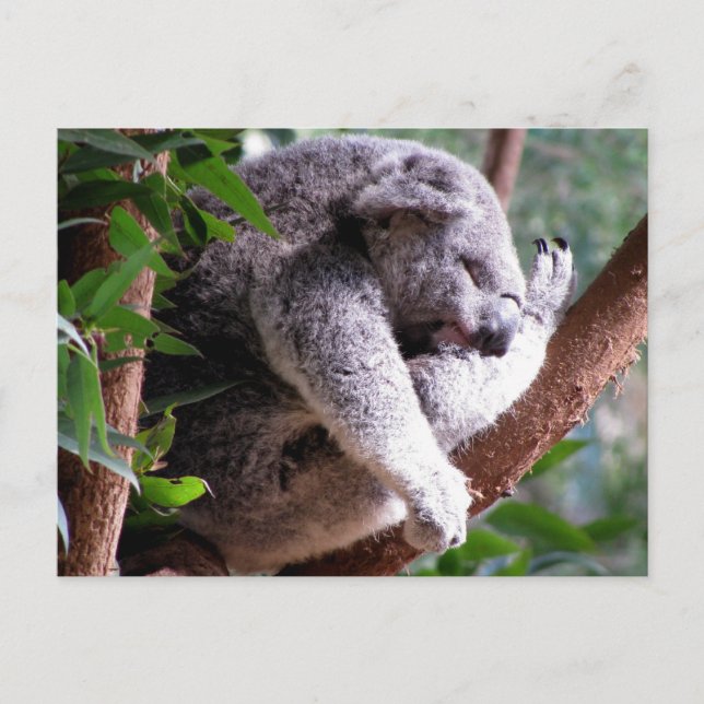 Lazy Koala Postcard (Front)