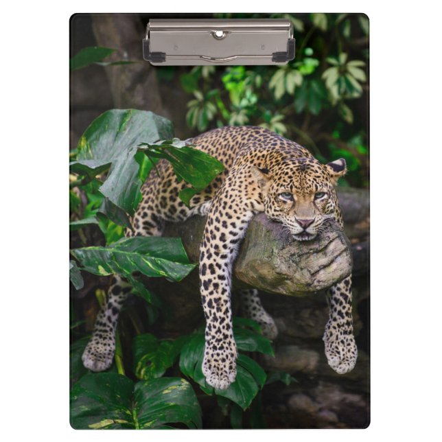 Lazy leopard clipboard (Front)